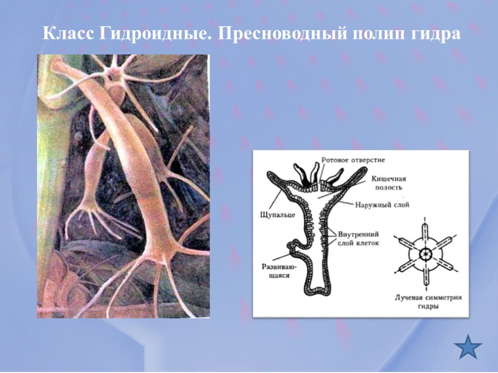 Кракен дарк шоп